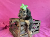 Newfypoo, a female Newfypoo for sale in Britton, MI – 3 of 6