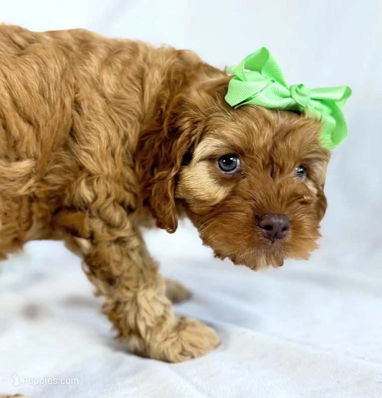 Cavapoo – Cavapoo puppy for sale in Britton, MI