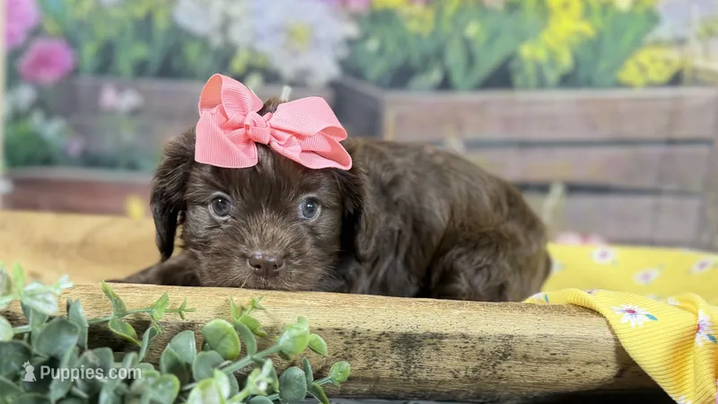 Cavapoo mix – Cavapoo puppy for sale in Britton, MI