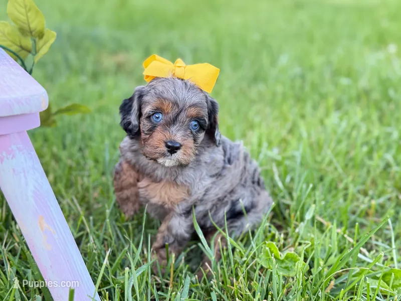 Cavapoo – Cavapoo puppy for sale in Britton, MI