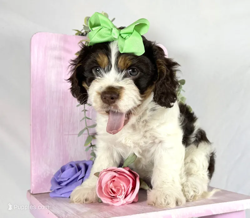 Cavapoo – Cavapoo puppy for sale in Britton, MI