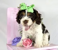 Cavapoo, a female Cavapoo for sale in Britton, MI – 6 of 7