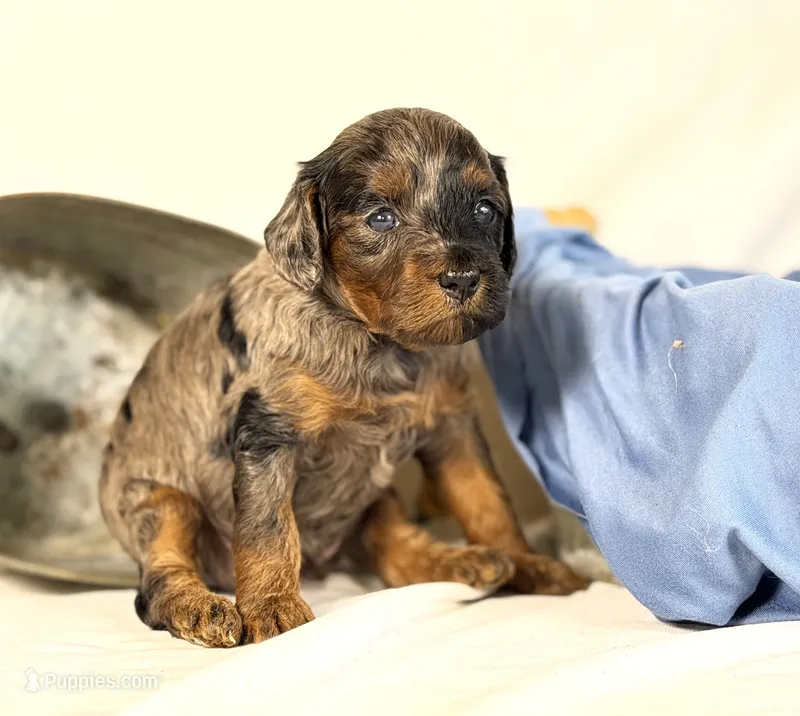 Cavapoo  – Cavapoo puppy for sale in Britton, MI