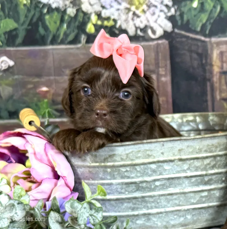 Cavapoo mix – Cavapoo puppy for sale in Britton, MI