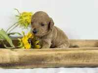 Cavapoo, a male Cavapoo for sale in Britton, MI – 2 of 5