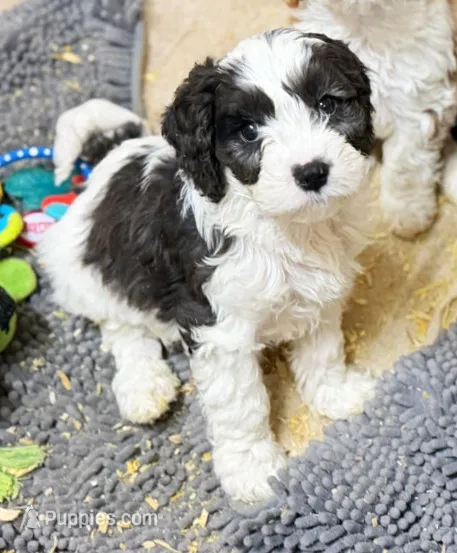 Cavapoo – Cavapoo puppy for sale in Britton, MI
