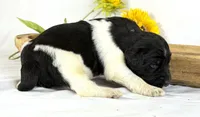Newfypoo, a male Newfypoo for sale in Britton, MI – 3 of 3