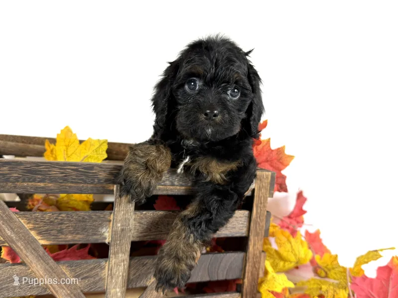 Cavapoo – Cavapoo puppy for sale in Britton, MI