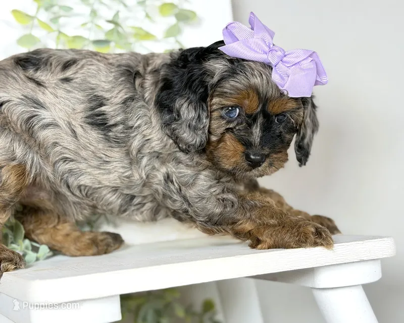 Cavapoo – Cavapoo puppy for sale in Britton, MI