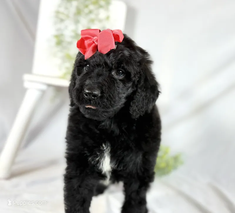 Newfypoo – Newfypoo puppy for sale in Britton, MI