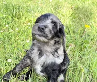 Newfypoo, a male Newfypoo for sale in Britton, MI – 6 of 7