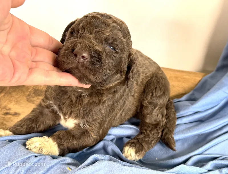 newfypoo – Newfypoo puppy for sale in Britton, MI