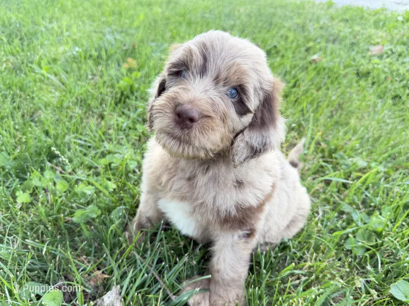 Newfypoo – Newfypoo puppy for sale in Britton, MI