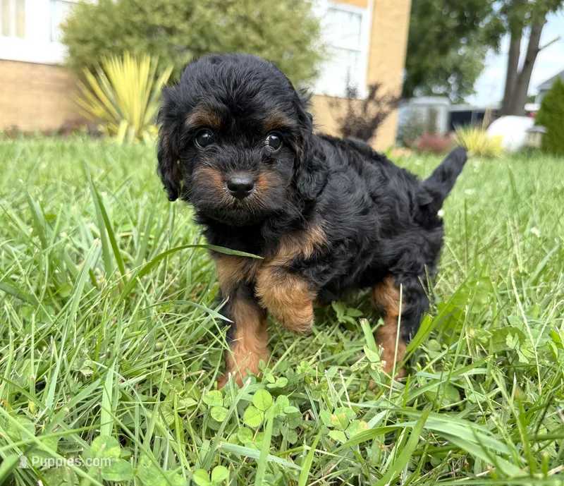 Cavapoo – Cavapoo puppy for sale in Britton, MI