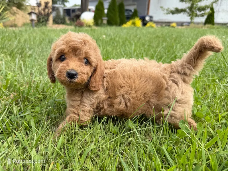 Cavapoo – Cavapoo puppy for sale in Britton, MI