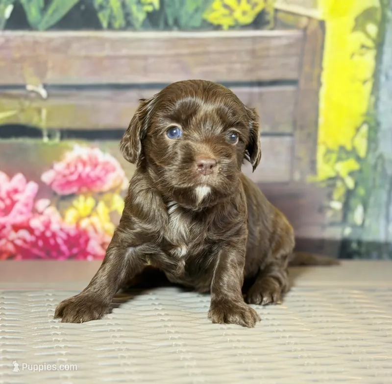 Cavapoo mix – Cavapoo puppy for sale in Britton, MI