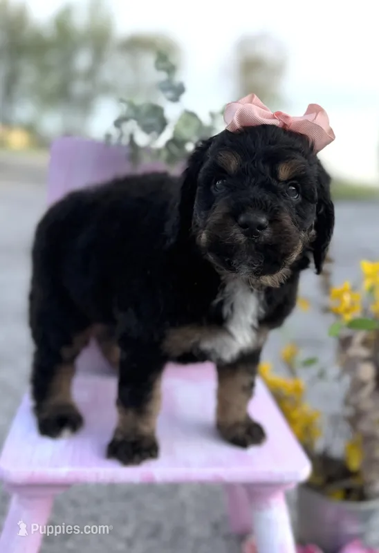 Bernedoodles – Bernedoodle puppy for sale in Britton, MI