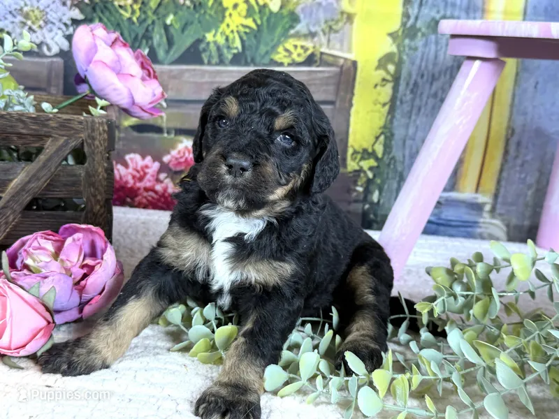 Bernedoodles – Bernedoodle puppy for sale in Britton, MI