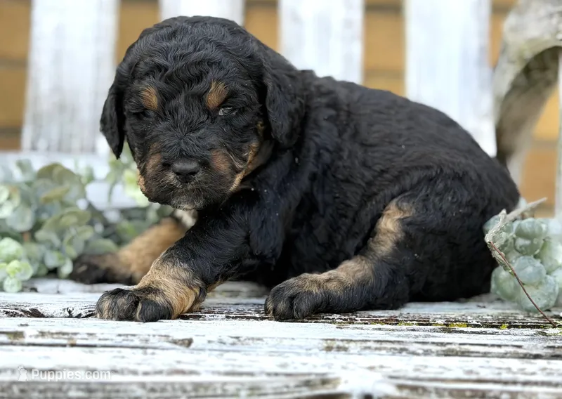 Bernedoodles – Bernedoodle puppy for sale in Britton, MI