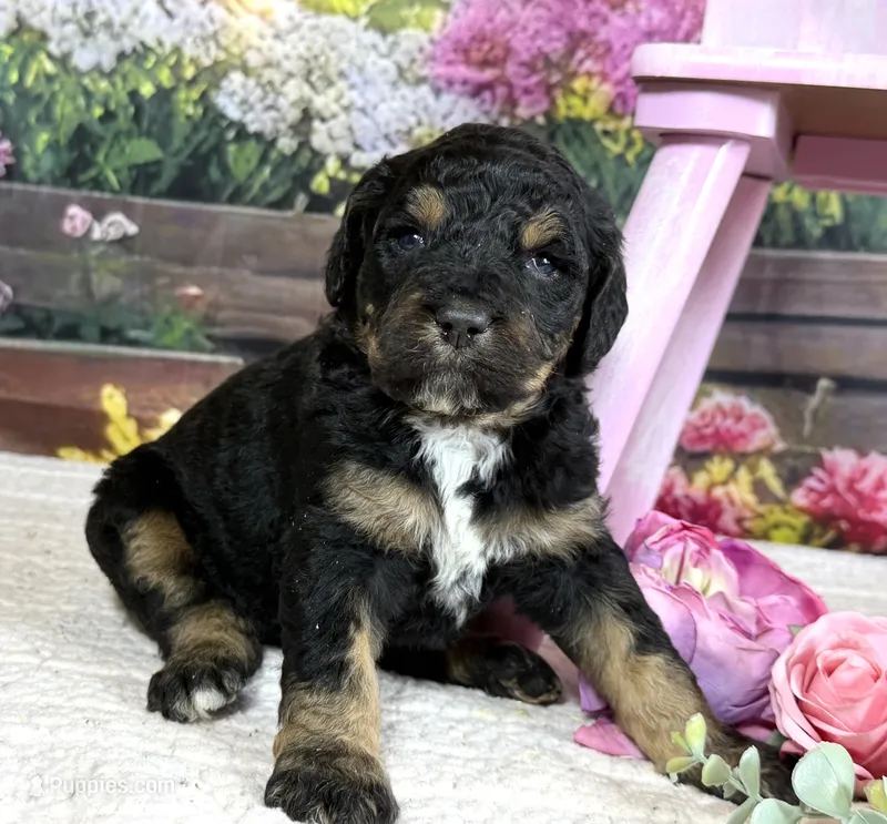 Bernedoodles – Bernedoodle puppy for sale in Britton, MI