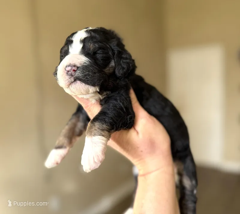 Bernedoodles – Bernedoodle puppy for sale in Britton, MI