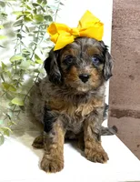 Cavapoo, a female Cavapoo for sale in Britton, MI – 2 of 3