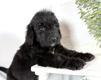 Newfypoo, a male Newfypoo for sale in Britton, MI – 3 of 5