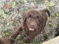 Newfypoo, a female Cavapoo for sale in Britton, MI – 2 of 2