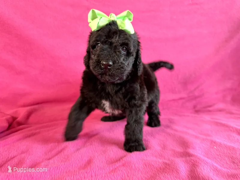 Newfypoo – Newfypoo puppy for sale in Britton, MI