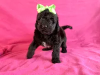 Newfypoo, a female Newfypoo for sale in Britton, MI – 2 of 6