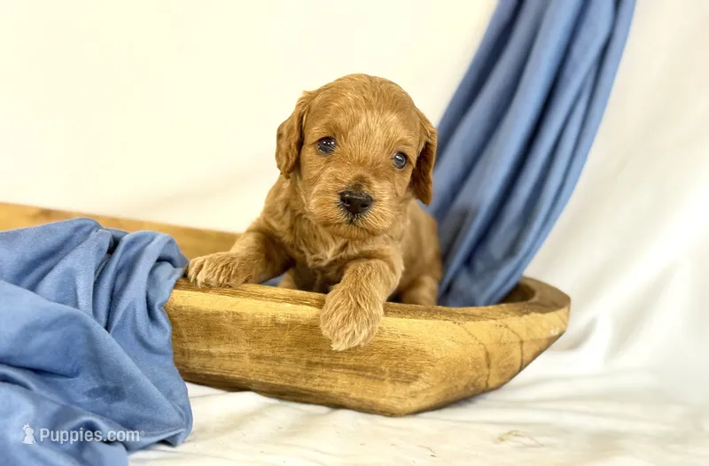 Cavapoo – Cavapoo puppy for sale in Britton, MI