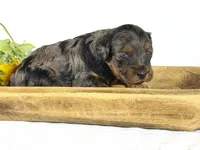 Cavapoo, a male Cavapoo for sale in Britton, MI – 4 of 6