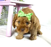 Cavapoo, a female Cavapoo for sale in Britton, MI – 2 of 7