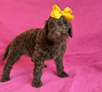 Newfypoo, a female Newfypoo for sale in Britton, MI – 6 of 7