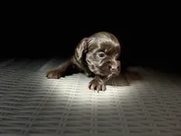 Cavapoo mix, a female Cavapoo for sale in Britton, MI – 3 of 3