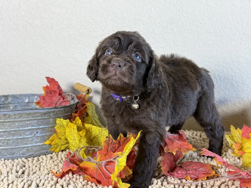 Newfypoo – Newfypoo puppy for sale in Britton, MI