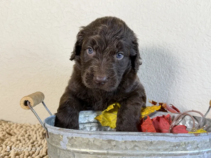 Newfypoo – Newfypoo puppy for sale in Britton, MI