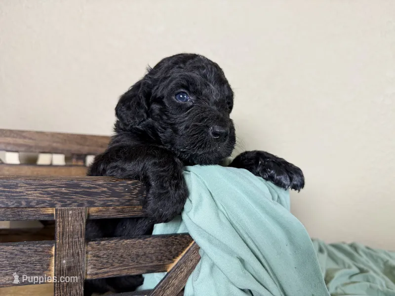 Newfypoo – Newfypoo puppy for sale in Britton, MI