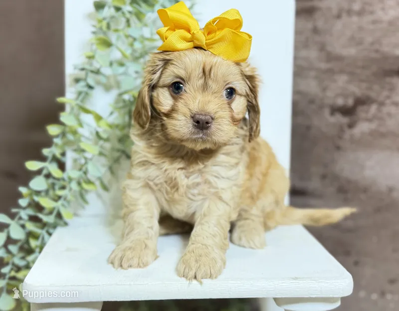 Cavapoo mix – Cavapoo puppy for sale in Britton, MI