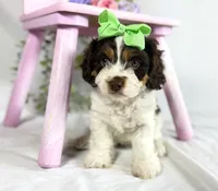 Cavapoo, a female Cavapoo for sale in Britton, MI – 4 of 7