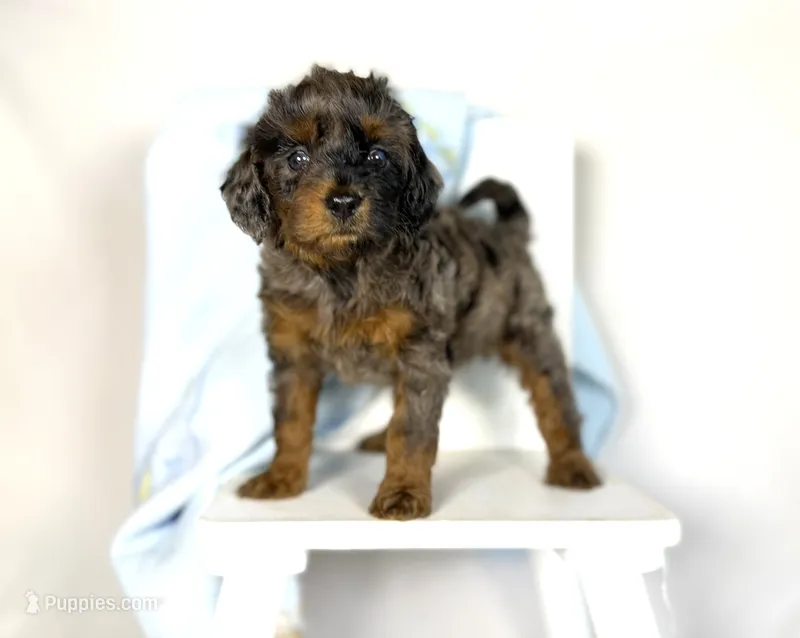 Cavapoo  – Cavapoo puppy for sale in Britton, MI