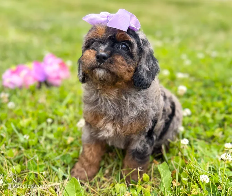 Cavapoo – Cavapoo puppy for sale in Britton, MI