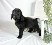 Newfypoo, a male Newfypoo for sale in Britton, MI – 5 of 5