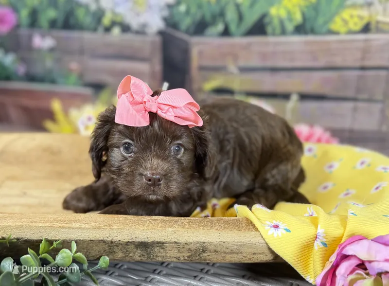 Cavapoo mix – Cavapoo puppy for sale in Britton, MI