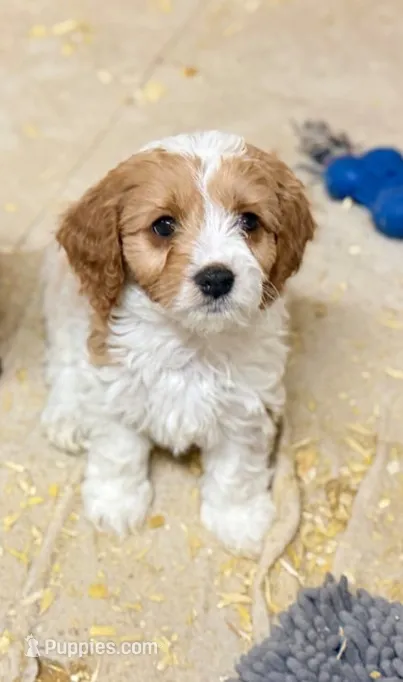 Cavapoo – Cavapoo puppy for sale in Britton, MI