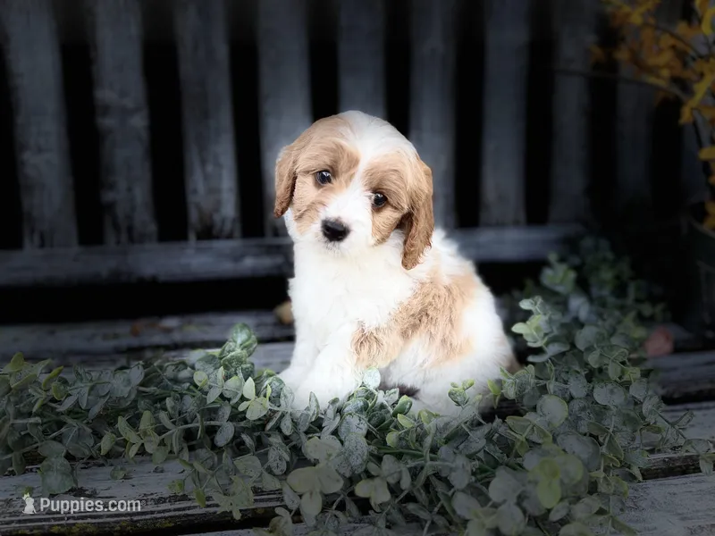Cavapoo – Cavapoo puppy for sale in Britton, MI