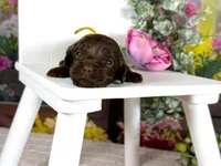 Cavapoo, a female Cavapoo for sale in Britton, MI – Photo 3 of 5