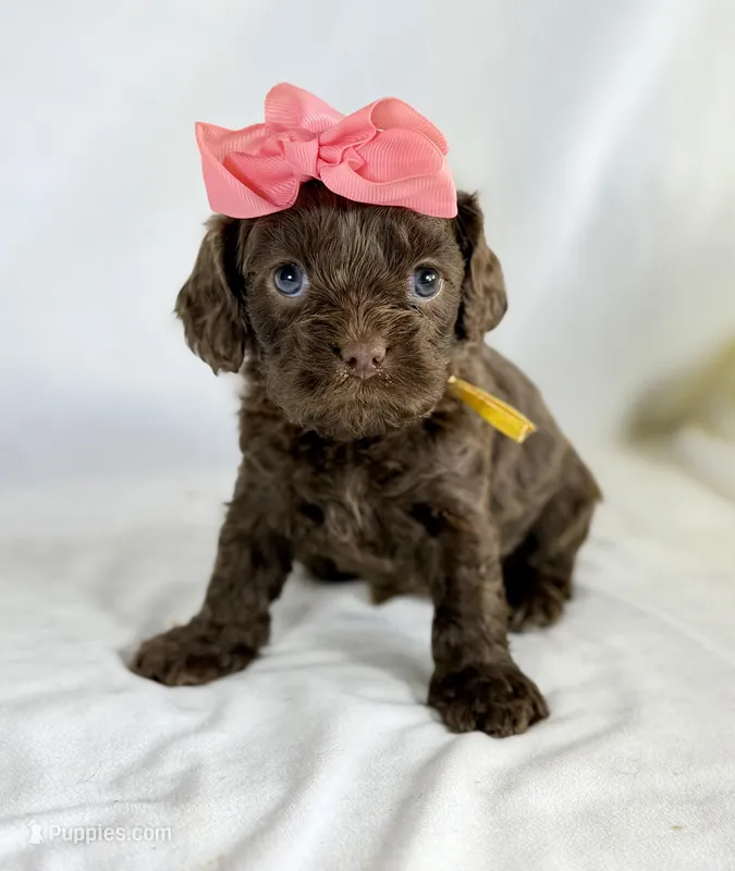 Cavapoo – Cavapoo puppy for sale in Britton, MI