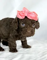 Cavapoo mix, a female Cavapoo for sale in Britton, MI – 4 of 7