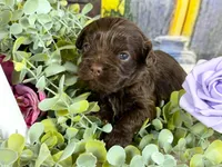 Cavapoo, a female Cavapoo for sale in Britton, MI – Photo 5 of 5